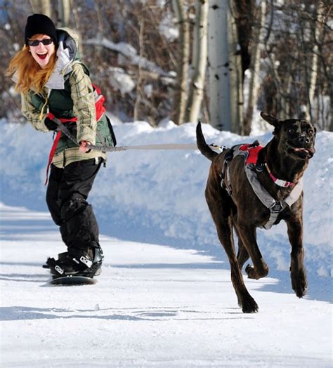As the dogs run ahead of you, they pull you along on your skis giving you all a . . What is dog joring